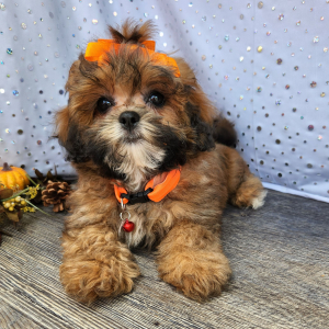 Shihpoo Puppy Maizey
