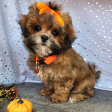 Shihpoo Puppy Maizey