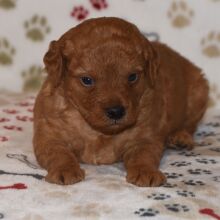 Goldendoodle Puppy Grant
