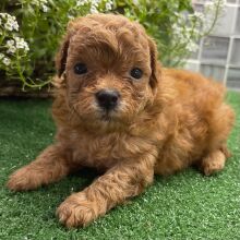 Shihpoo Puppy Uma