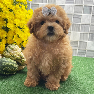 Shihpoo Puppy Uma