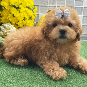 Shihpoo Puppy Uma