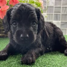 Cockapoo Puppy Zia