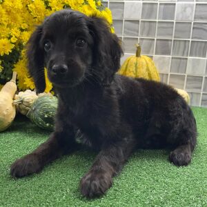 Cockapoo Puppy Zia