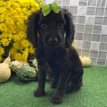 Cockapoo Puppy Zia