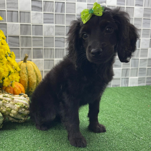 Cockapoo Puppy Zia