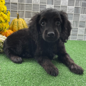 Cockapoo Puppy Zia