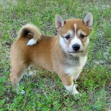 Shiba Inu Puppy Ava