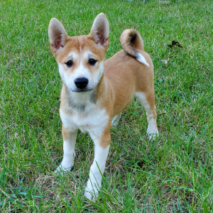 Shiba Inu Puppy Ava