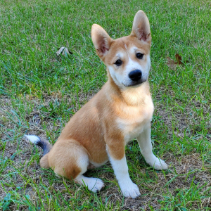 Shiba Inu Puppy Ava