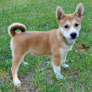 Shiba Inu Puppy Ava
