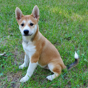 Shiba Inu Puppy Ava
