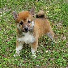 Shiba Inu Puppy Milo