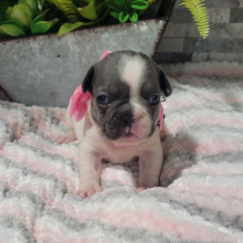 French Bulldog Puppy Sandra
