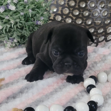 French Bulldog Puppy Nana