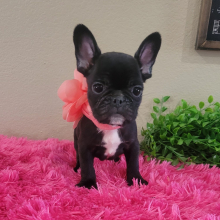 French Bulldog Puppy Nana