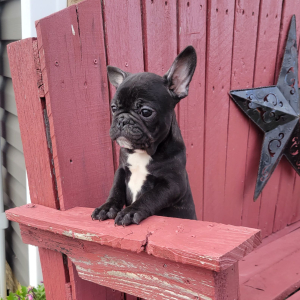 French Bulldog Puppy Nana