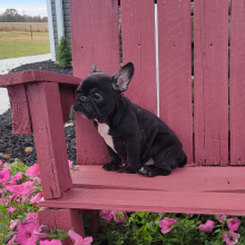 French Bulldog Puppy Nana