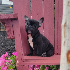 French Bulldog Puppy Nana