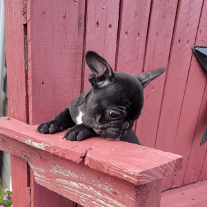 French Bulldog Puppy Nana