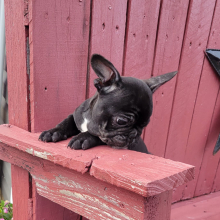 French Bulldog Puppy Nana