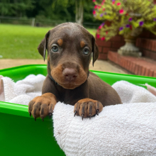Doberman Pinscher Puppy Jagger