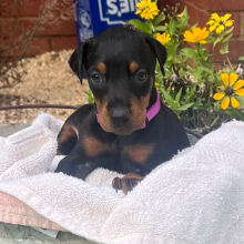 Doberman Pinscher Puppy Minx