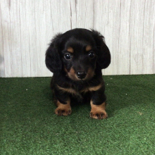 Dachshund Puppy Saber