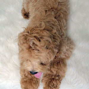 Cockapoo Puppy Bentley