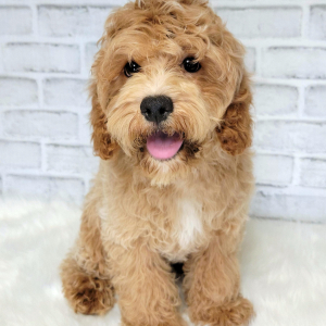 Cockapoo Puppy Bentley