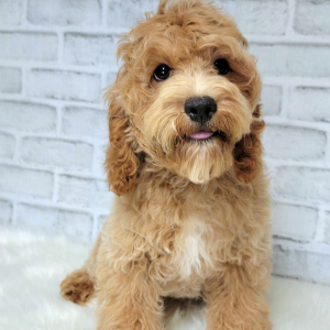 Cockapoo Puppy Bentley