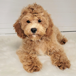 Cockapoo Puppy Bentley