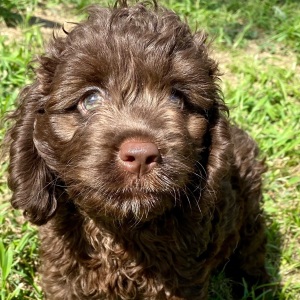 Cockapoo Puppy Lipton