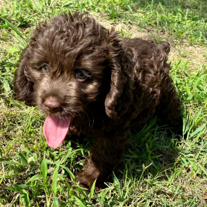 Cockapoo Puppy Lipton