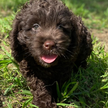 Cockapoo Puppy Lipton