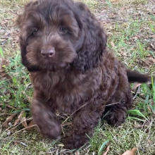 Cockapoo Puppy Lipton