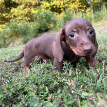 Dachshund Puppy Terry