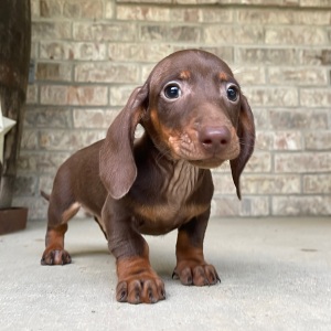 Dachshund Puppy Terry