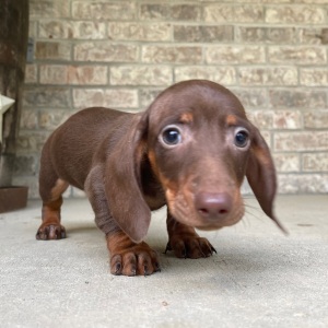 Dachshund Puppy Terry