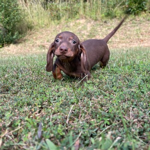 Dachshund Puppy Terry