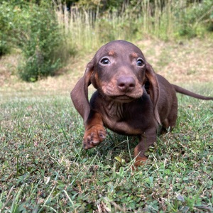 Dachshund Puppy Terry