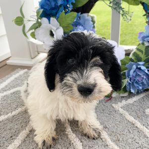 Schnoodle Puppy Ozzie
