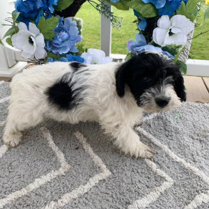 Schnoodle Puppy Ozzie