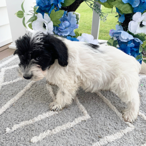 Schnoodle Puppy Ozzie