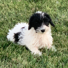 Schnoodle Puppy Ozzie