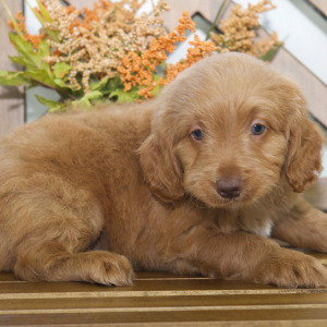Goldendoodle Puppy Mich