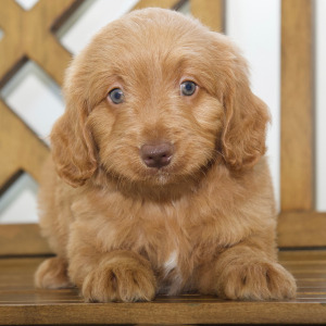 Goldendoodle Puppy Mich