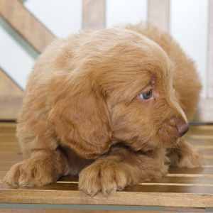 Goldendoodle Puppy Mich
