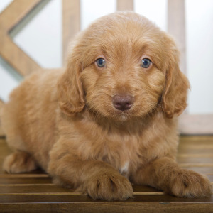 Goldendoodle Puppy Mich