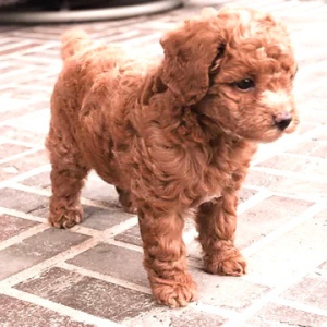 Poodle Puppy Jin